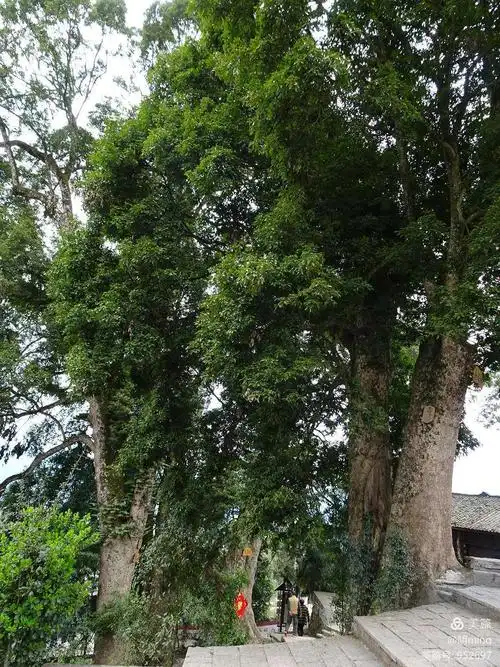 千年金丝楠木群