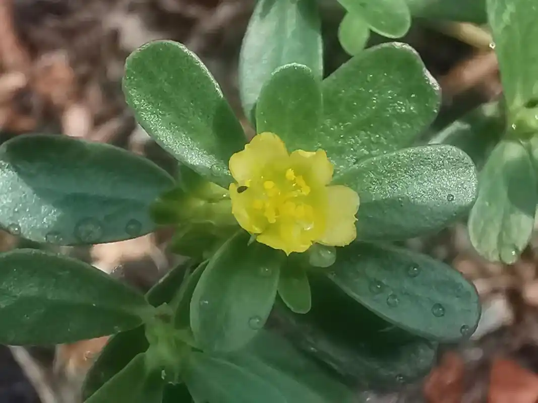 马齿苋,太常见的植物! - 抖音