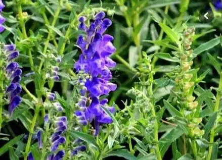 黄芩图片黄芩的作用与功效