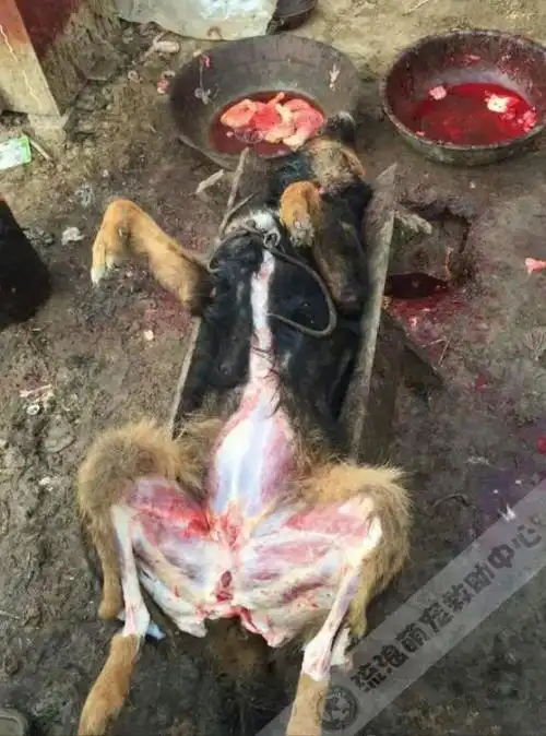 几具光裸的狗尸体悬挂着,院子正中间还躺着一只被剥了一半皮的德牧