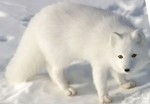 中俄双语:阿61托尔斯泰童话《狐狸和画眉鸟》