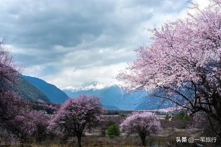 林芝的桃花林浏览攻略