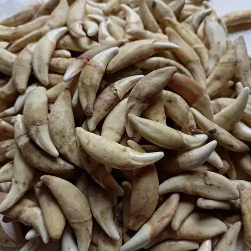 真狗牙批发狼牙吊坠狗牙项链藏獒牙饰品黑狗牙齿景区货源文玩银套