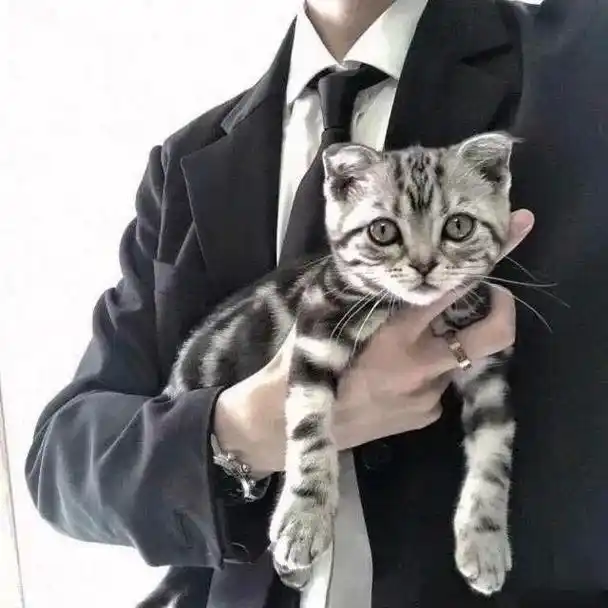 抱猫头像 #男生头像 #男生抱猫头像 未来可期 - 抖音