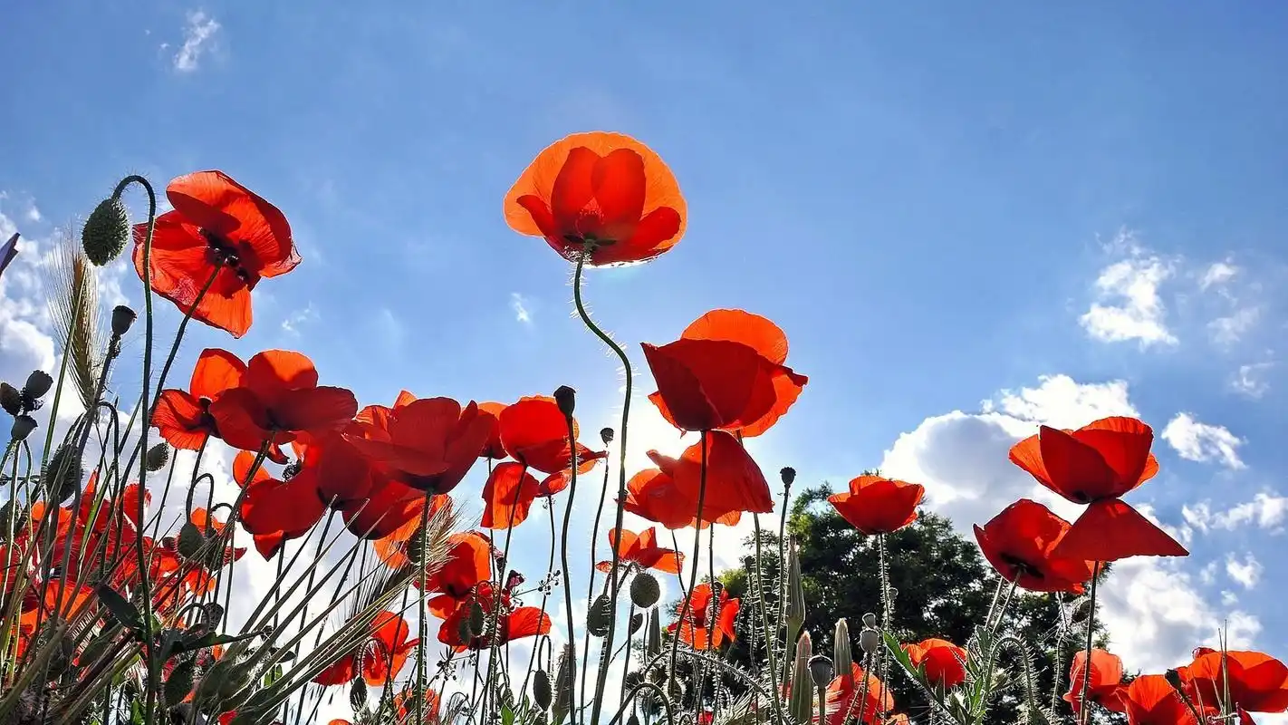 植物虞美人图片宽屏桌面壁纸