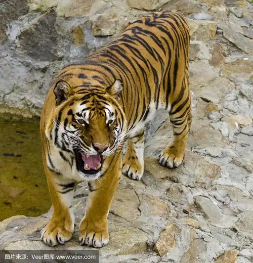 老虎怒吼