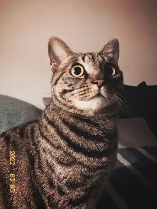 每天晚上在房间里,蹲在一个地方,眼睛直勾勾地盯着空气里看.