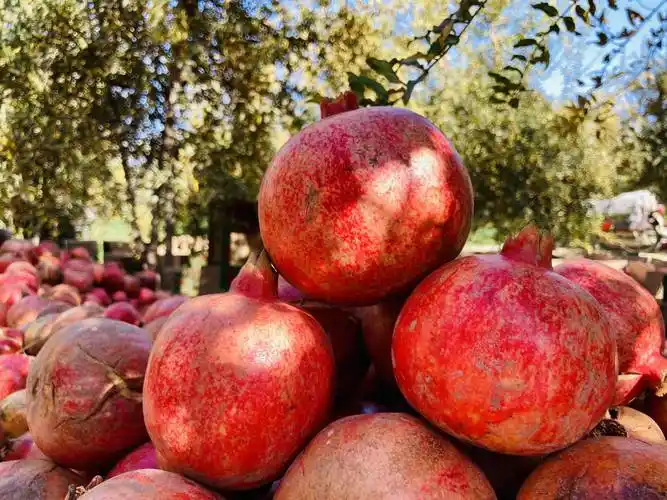 (国际)首次亮相进博会的阿富汗石榴_坎大哈省_新华社_首都