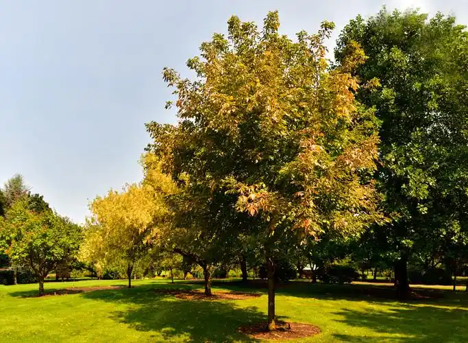 上工程后的红叶复叶槭带给人们更多惊喜 - 燕园农业科技股份有限公司