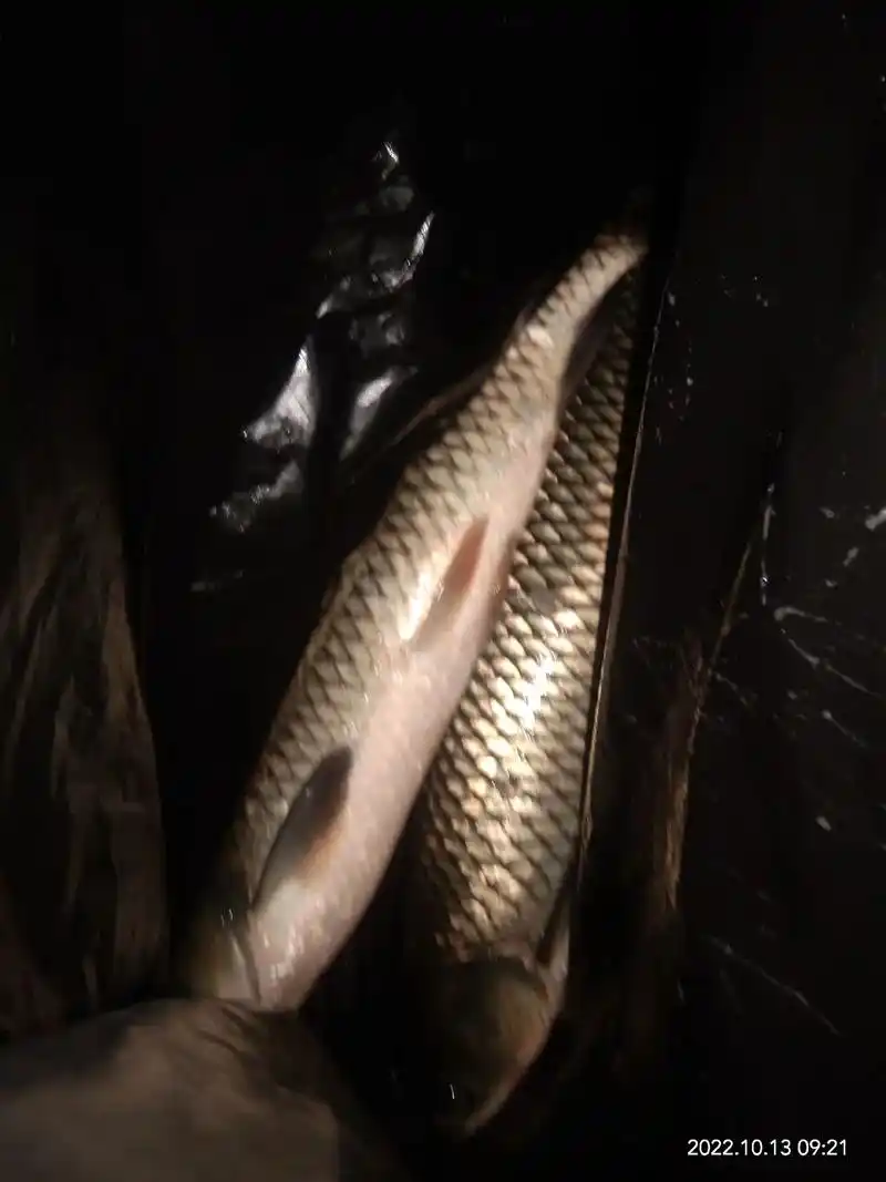 一大早,两条鲜活的草鱼如期而至!盼了你那么久,整个上午都在忙 - 抖音