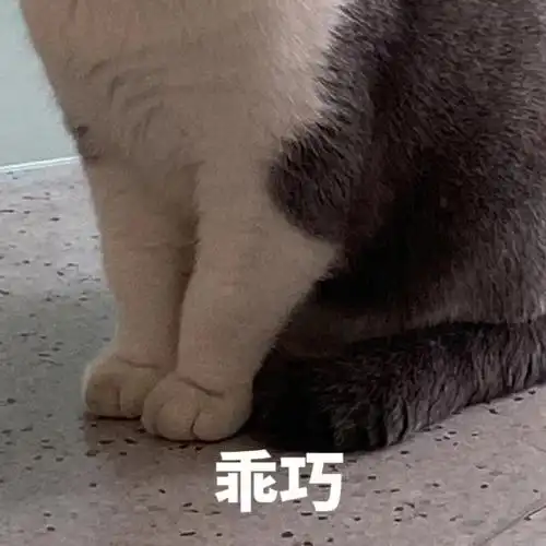 分享一些猫猫表情包【第二弹】