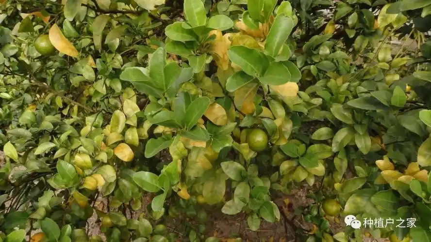 柑桔成熟期识别黄龙病正当时