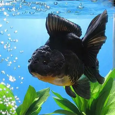 黑狮头 - 产品展示 - 金鱼 - 江苏恒丰