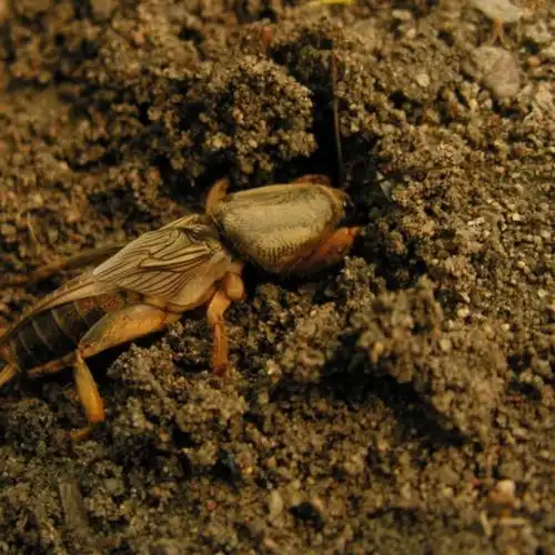 伟博活体蝼蛄蝼蛄活体昆虫拉拉蛄土狗子拍下现抓包活昆虫用宠物晒干的