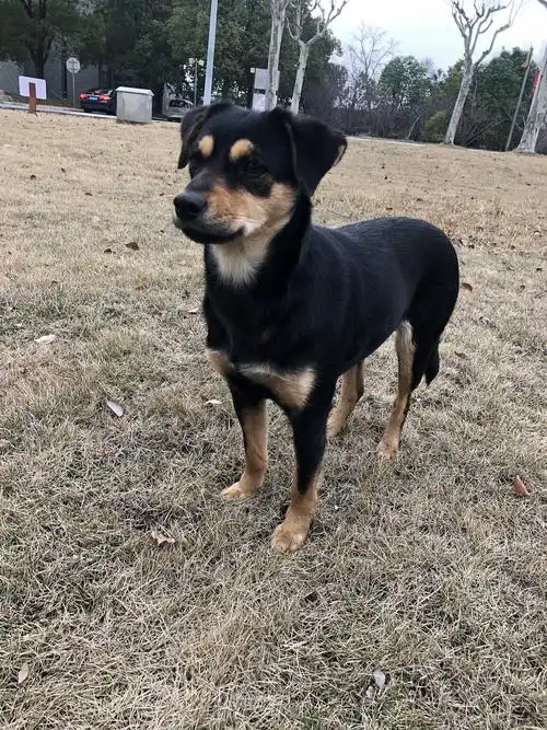 领养求助!上海/苏州 四眼狗狗找领养啦!