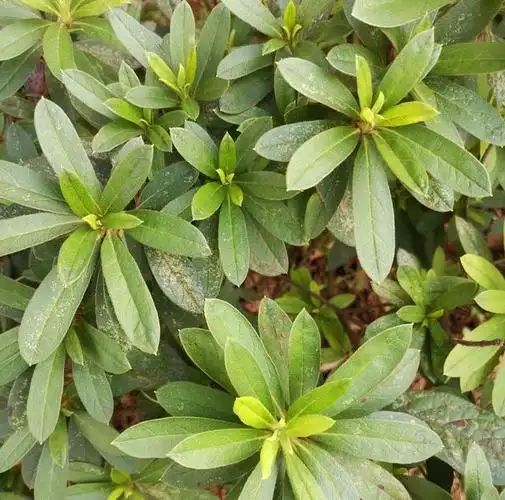 怎样养护好杜鹃花,让其开花时枝繁叶茂