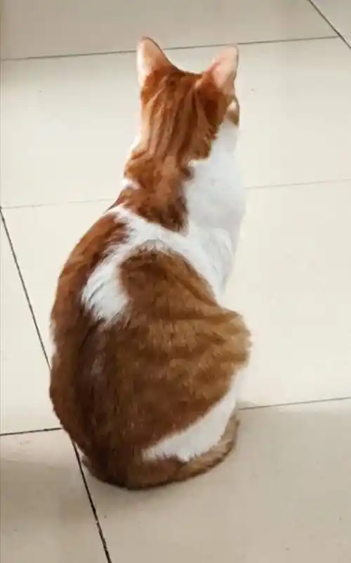 可以通过这4个点给猫咪做个简单的健康检查_眼睛_分泌物_耳朵