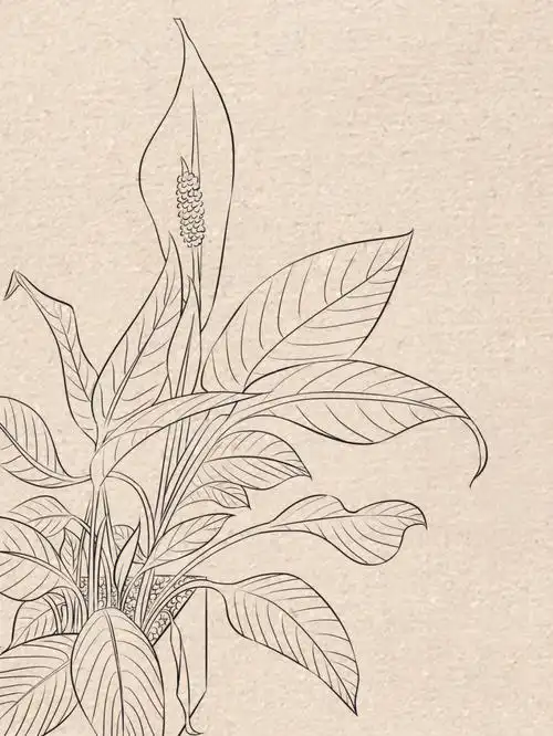 速写打卡  #画画的日常  #白掌  #线条练习  #植物速写  #植物速写