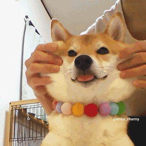 日本这只不到三岁的柴犬charmy萌化了老夫的少女心