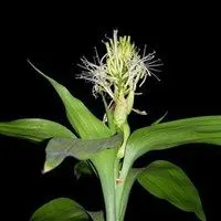 富贵竹开花的头像 好看富贵竹开花了头像图片_微信头像图片大全