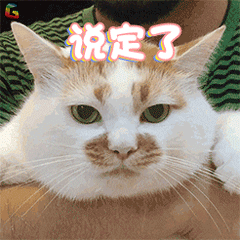 定了楼楼可爱猫咪soogifsoogif出品gif动图_动态图_表情包下载_soogif