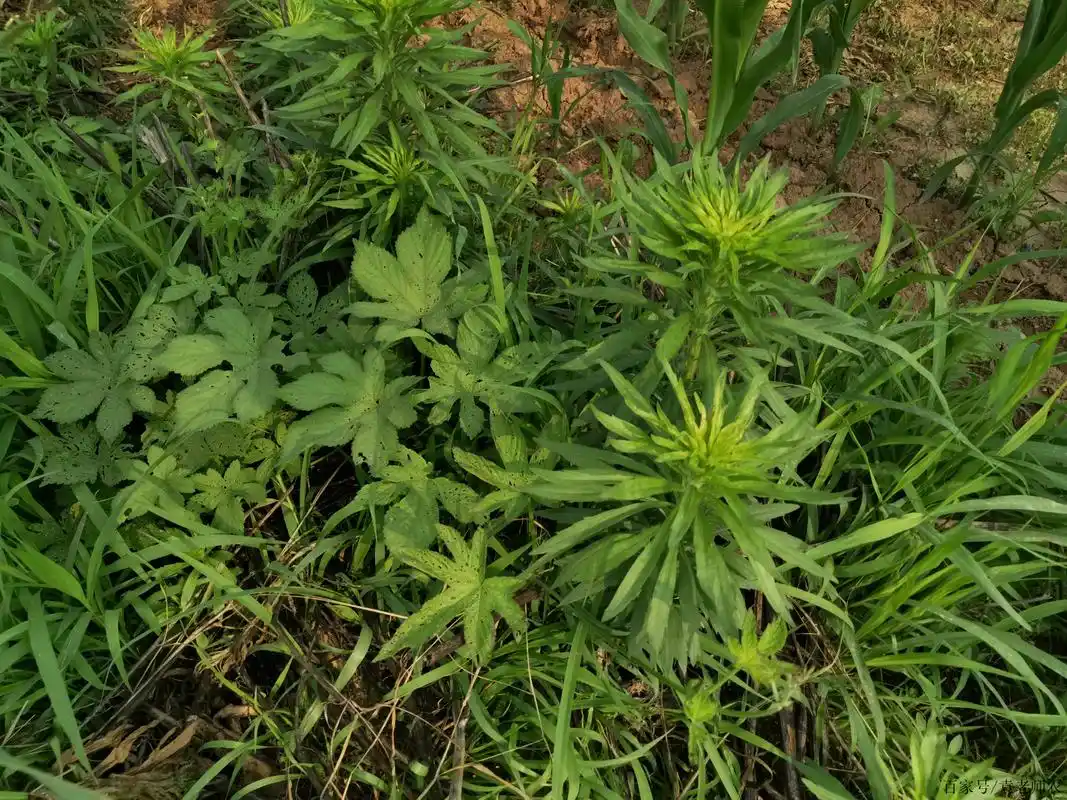 草甘膦这两个配方,专治恶性杂草,有效解决除草难题