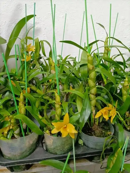 兰花  #石斛  #花卉绿植  #一花一草一世界  #春石斛  #黄晶晶春石斛