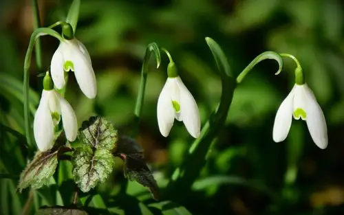 清新淡雅的雪花莲桌面壁纸