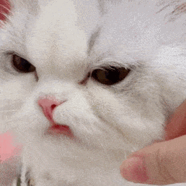 可爱猫咪gif表情包 - 搜狗图片搜索