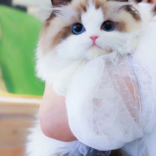 纯种布偶猫幼猫活体幼崽宠物美短折耳仙女猫小短腿双蓝眼睛猫咪