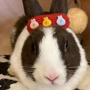 小兔子滚滚的主页 - 抖音