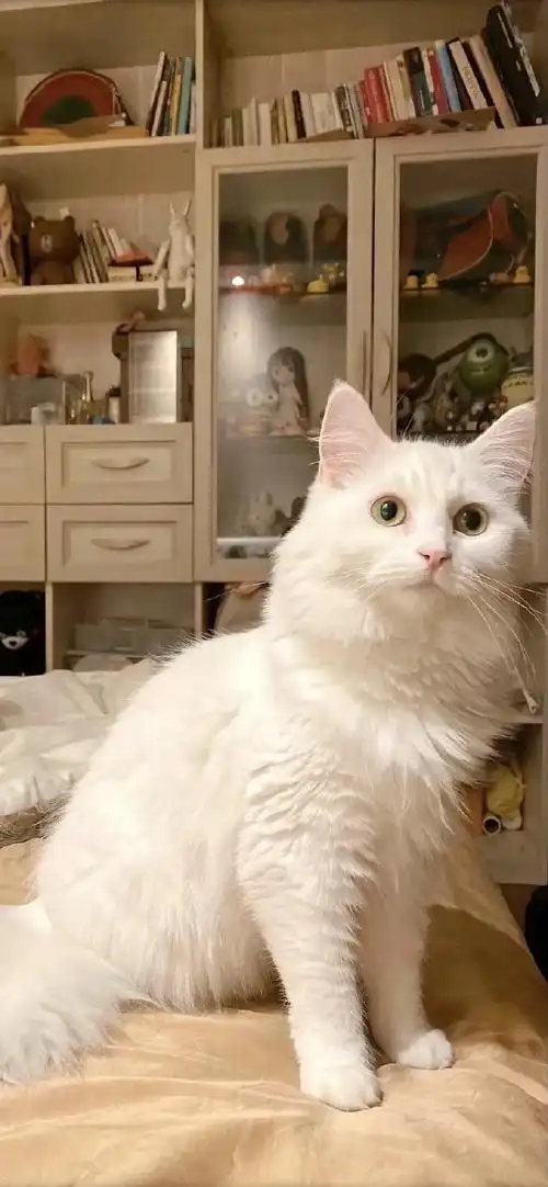 壁纸##猫咪##龙年造梗大赛