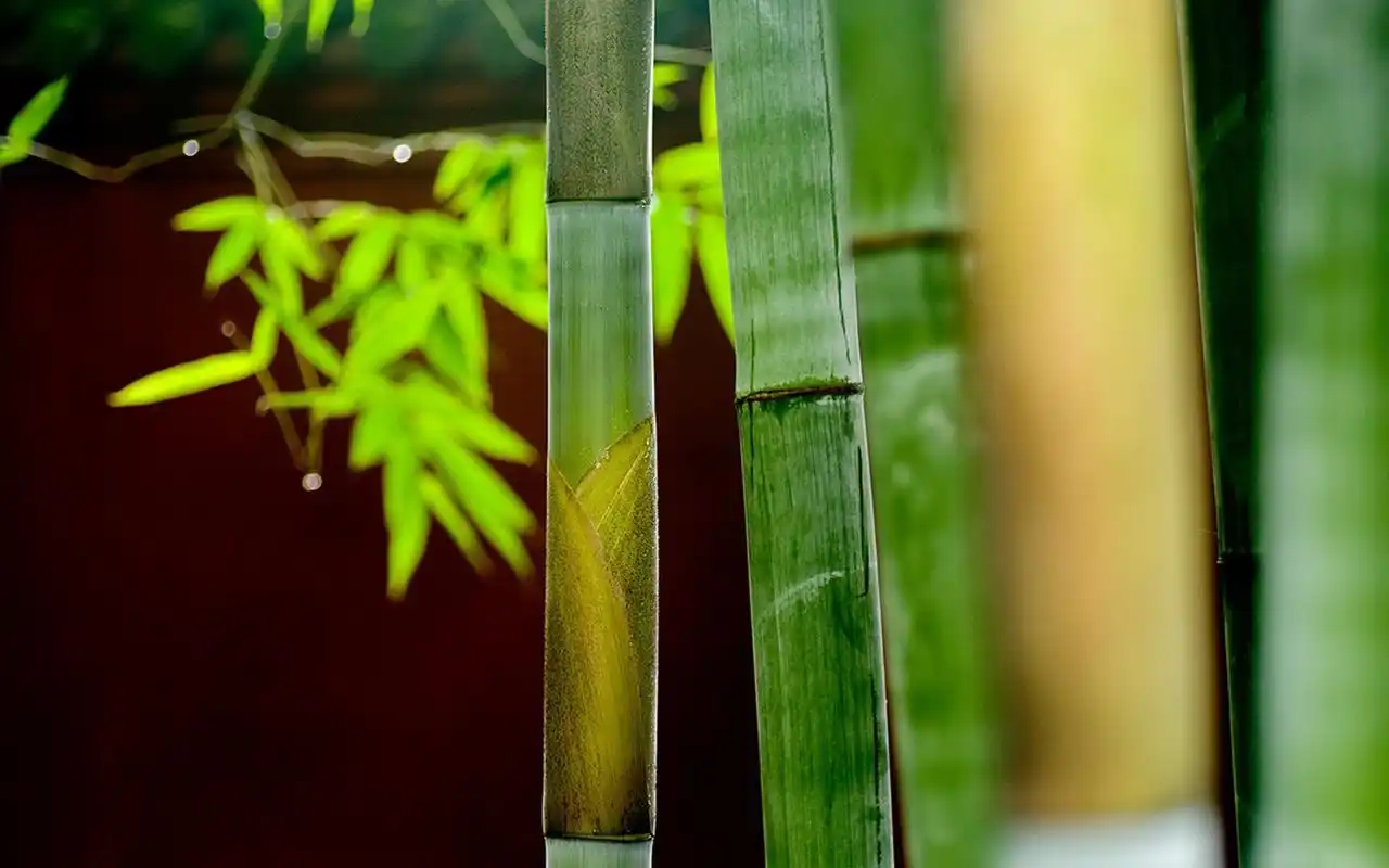 唯美绿色护眼竹林高清桌面壁纸