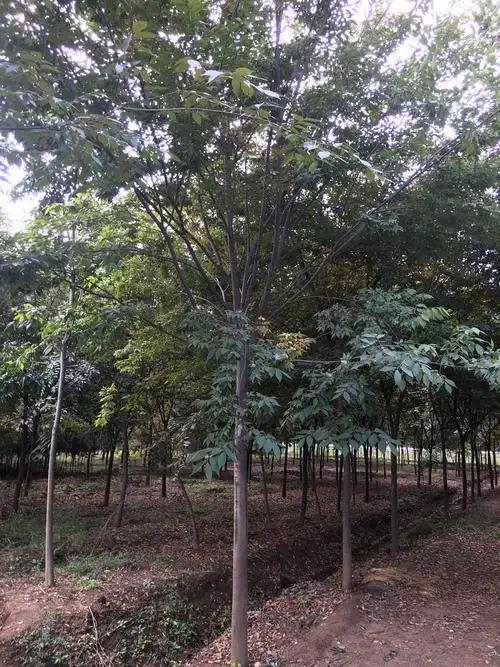 榉树树冠大而茂密,树形优美