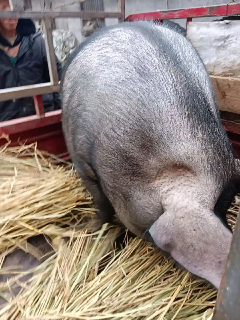 农村土猪 #纯粮食猪肉 #现场实拍 #生态黑猪  #每天都 - 抖音