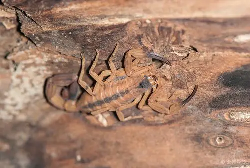 黄色_蝎子_离子_树皮_坐在树上_图片大全—全景创意图库(quanjing.