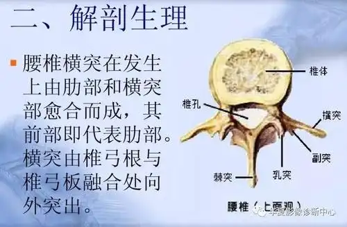 【影像基础】第三腰椎横突综合征,你忽略了吗?
