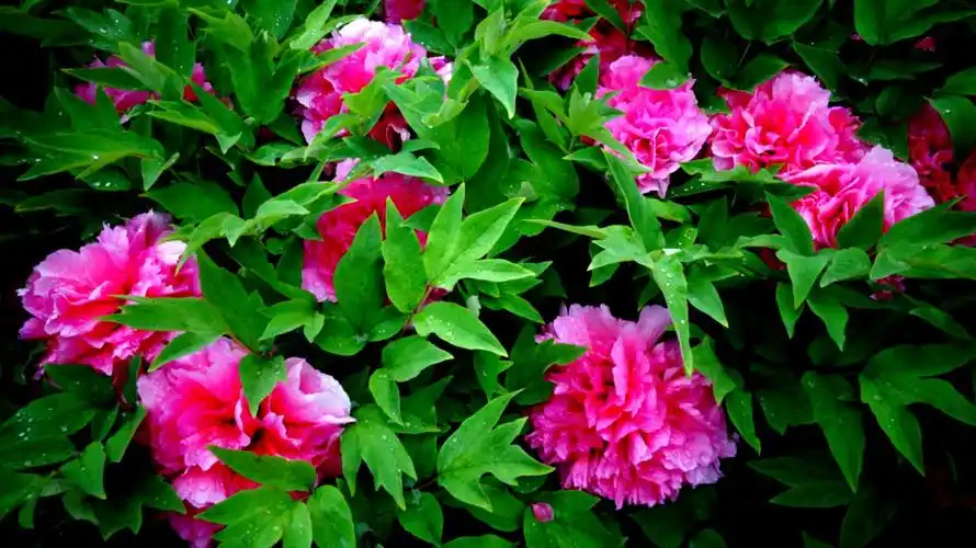 富贵吉祥牡丹花