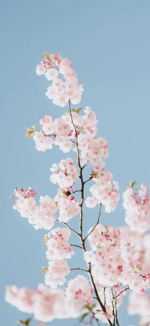 今日份的壁纸来啦