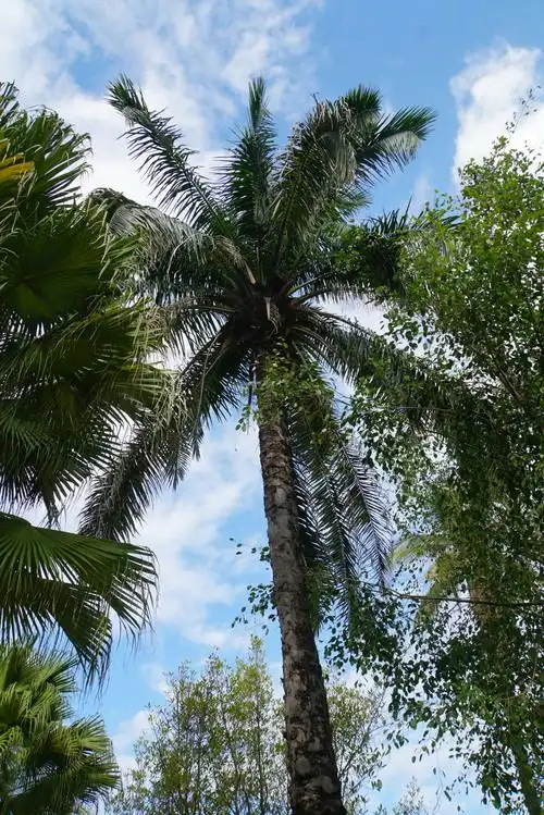 各种各样的"棕榈科"树.