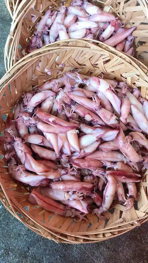 新鲜鱿鱼