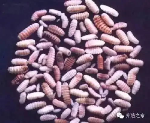 最全羊寄生虫病图谱及治疗处方(珍藏版)?