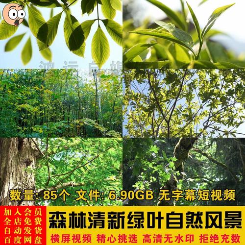 森林树林夏日绿色环境清新树叶植物风景特写镜头短视频剪辑素材