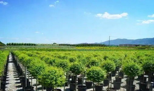 茉莉花苗木 - 苗木联