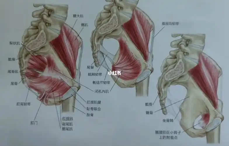 骨盆失状面肌肉