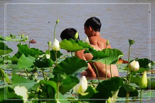 最喜小孩无赖,池塘偷剥莲蓬