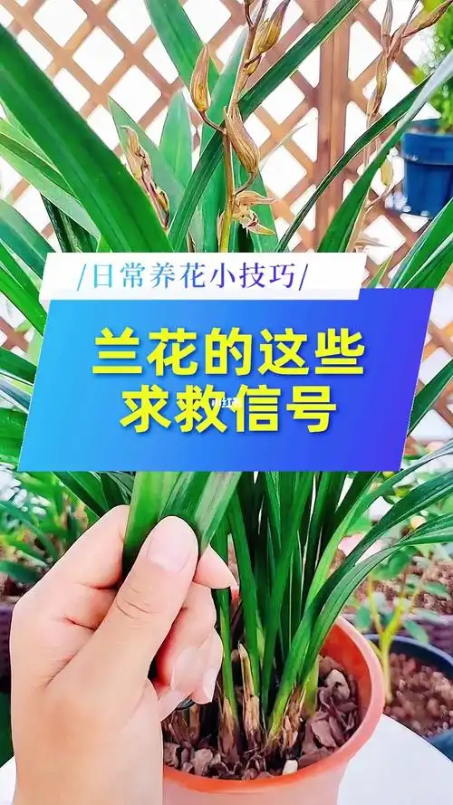兰花的这些求救信号教你如何识别