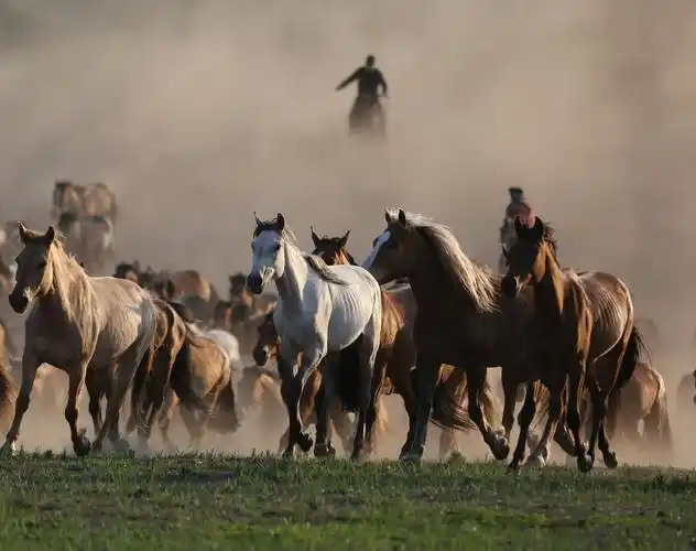 骏马奔驰在草原上