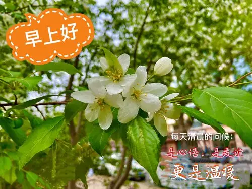 我用自己拍摄的照片制作的早安图片9393 - 美篇