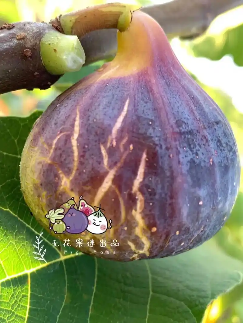无花果:ff,无花果稀有新品种.无花果:ff,无花果稀有新品 - 抖音